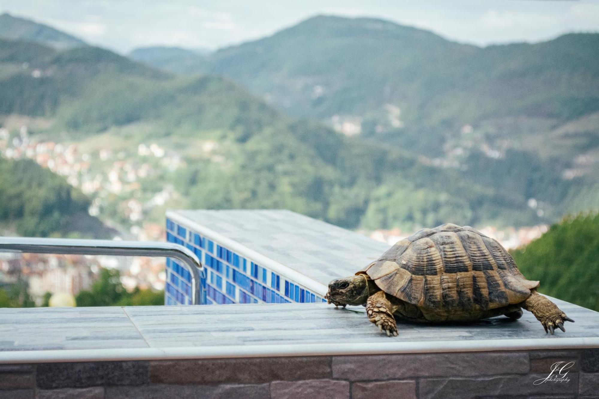 "Nase Brdo" - Ivanjica Extérieur photo